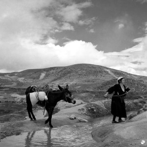 3-Donna-in-Calabria-1951_gal_autoreMu_12_col_portrait_sh[1]Musiculturaonline